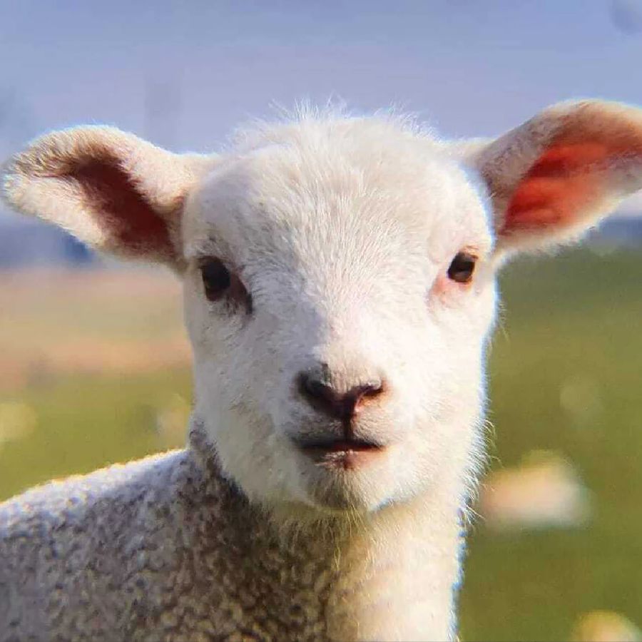 Lamm auf einer Weide in der Wesermarsch
